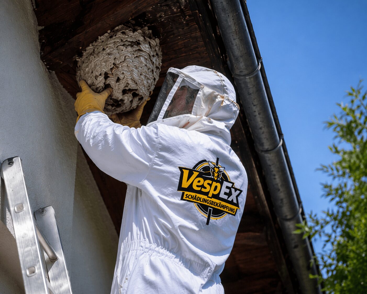 Schädlingsbekämpfer Wespen entfernt Wespennest am Dachvorsprung